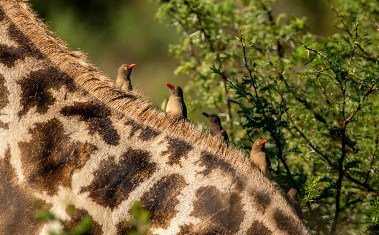 Black Rhino Game Lodge Pilanesberg Exterior foto