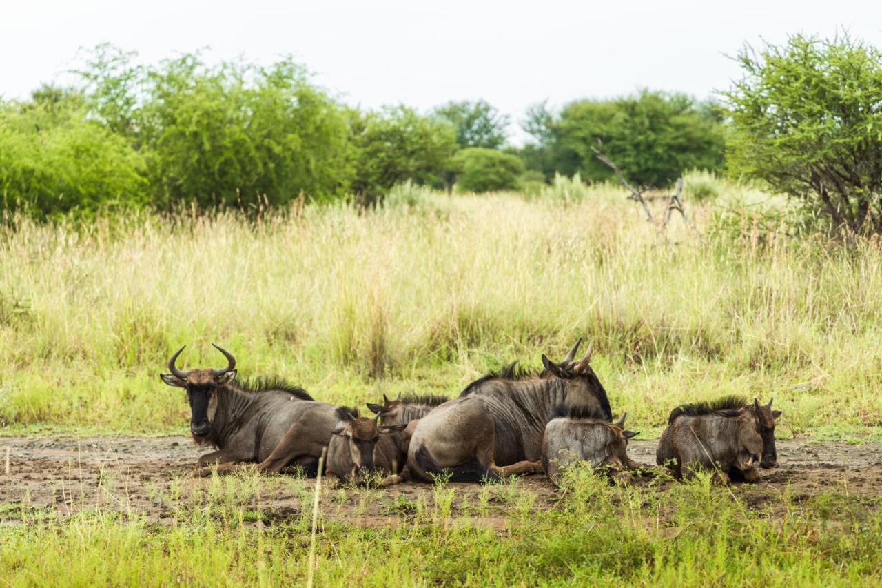 Black Rhino Game Lodge Pilanesberg Exterior foto