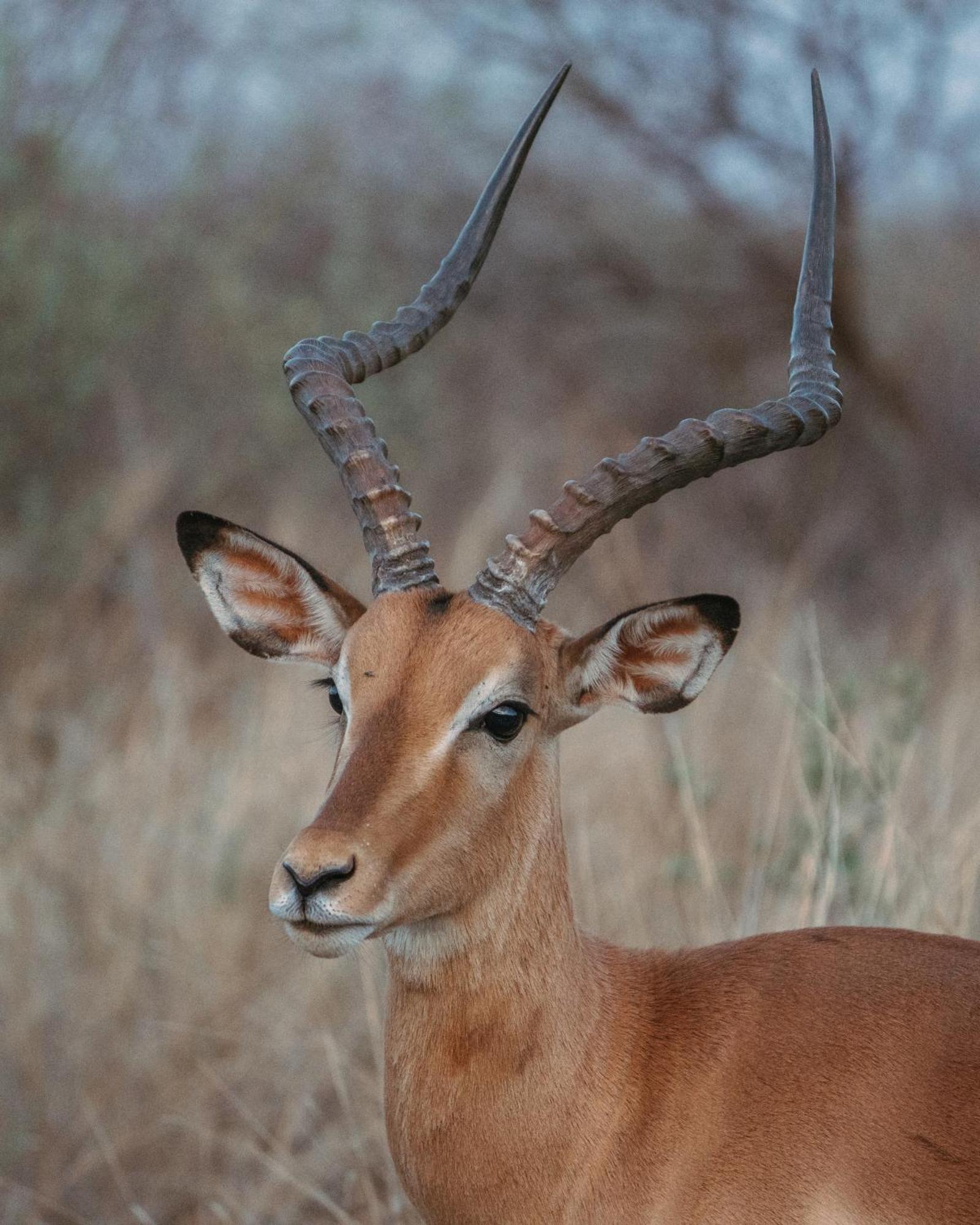 Black Rhino Game Lodge Pilanesberg Exterior foto