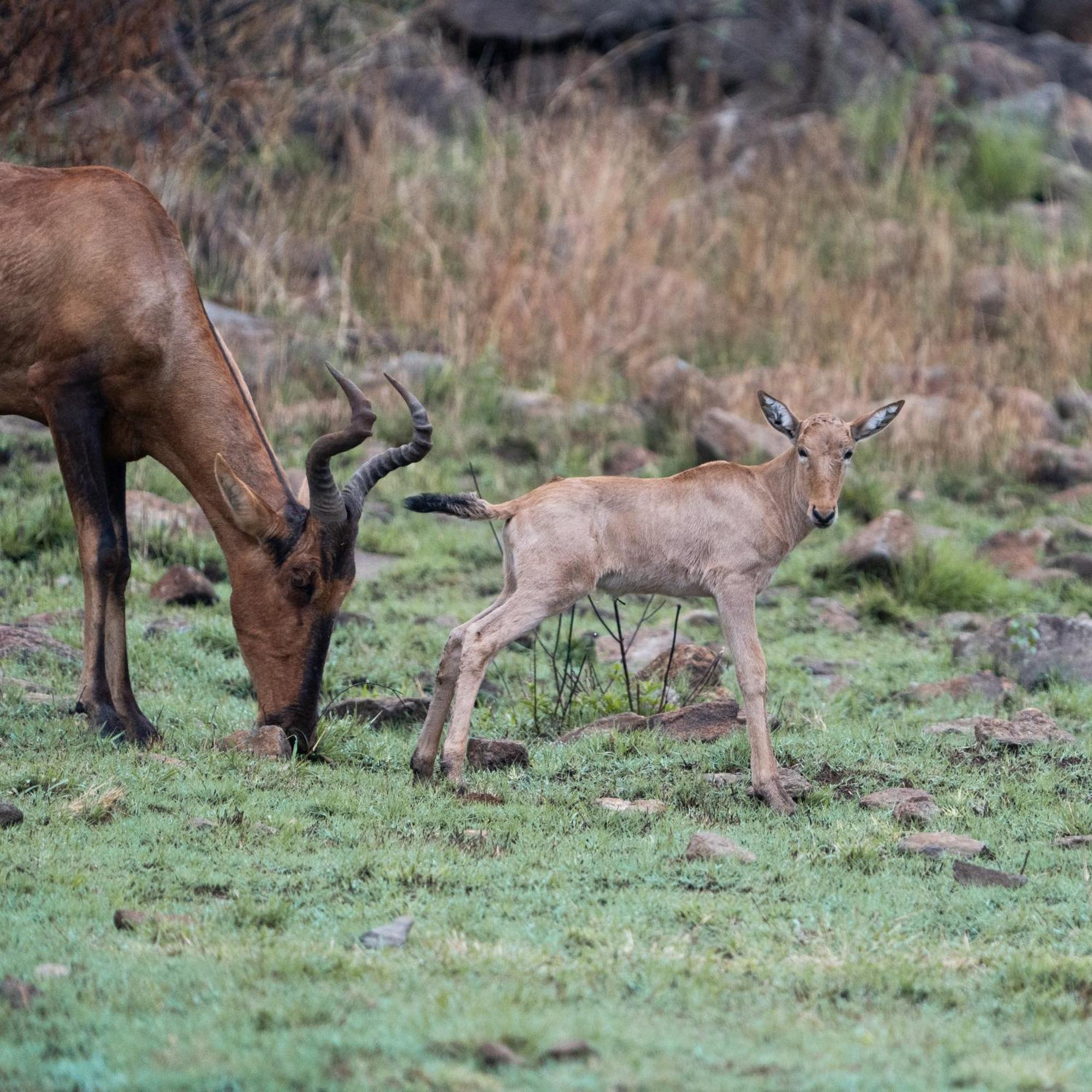 Black Rhino Game Lodge Pilanesberg Exterior foto